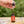 Pflegendes Bartöl 30ml