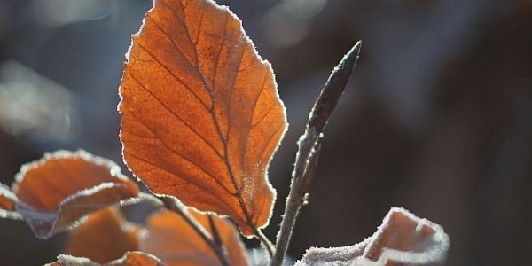 The beech bud, an anti-aging active ingredient