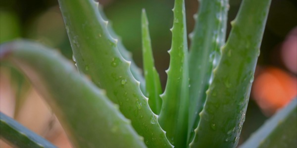 Aloe vera, a rich ingredient